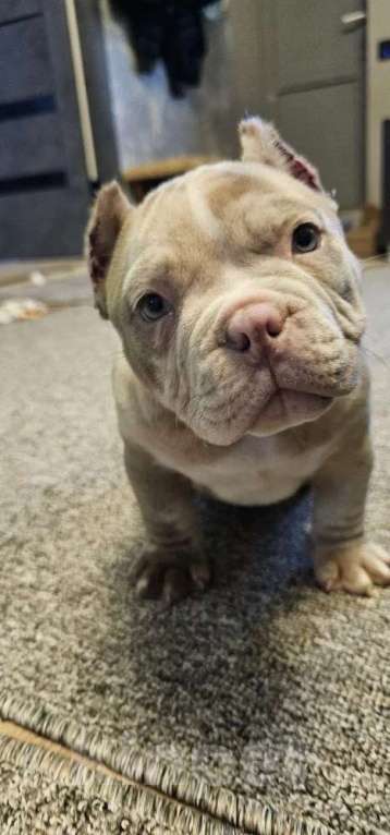 Собаки в Новочеркасске: Американский булли Мальчик, 70 000 руб. - фото 1