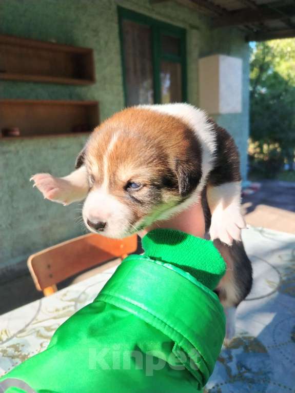 Собаки в Воронеже: Красивые щенки в добрые руки Мальчик, Бесплатно - фото 3