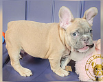 Собаки в Санкт-Петербурге: Голубой фавн мальчик Мальчик, 60 000 руб. - фото 2