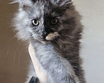 Кошки в Санкт-Петербурге: Котята мэйнкунов Девочка, 40 000 руб. - фото 2