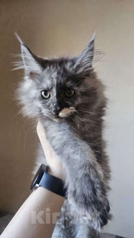 Кошки в Санкт-Петербурге: Котята мэйнкунов Девочка, 40 000 руб. - фото 2