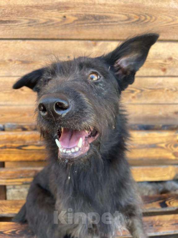 Собаки в Владимире: Собака бесплатно Девочка, Бесплатно - фото 9