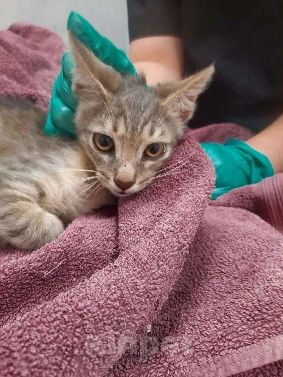 Кошки в Москве: Котята Шурик, Мия и Валентин ищут дом. Мальчик, Бесплатно - фото 9