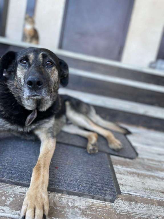 Собаки в других городах Калужской области: Потерялся пес метис овчарка, по имени Дик. На нём был с коричневый ошейник Мальчик, 5 000 руб. - фото 2
