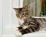 Кошки в Москве: Красивейший полосатый котик Мартин в добрые руки  Мальчик, Бесплатно - фото 5