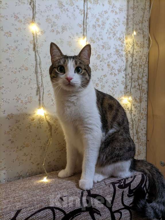 Кошки в Воронеже: котик в добрые руки Мальчик, Бесплатно - фото 1