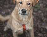 Собаки в Москве: Гранат, пёс с большим и добрым сердцем Мальчик, Бесплатно - фото 1