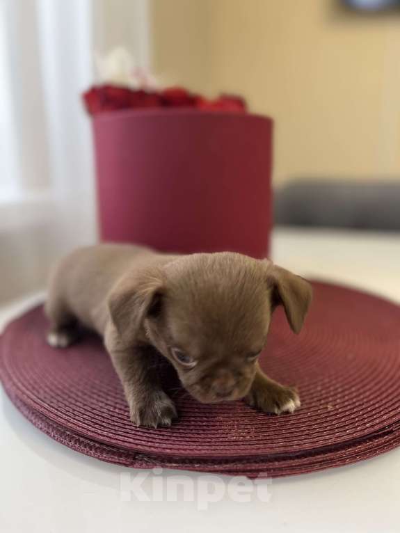 Собаки в Ижевске: Щенок чихуахуа Мальчик, 50 000 руб. - фото 4