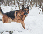 Собаки в Москве: Немецкая овчарка ищет дом Мальчик, Бесплатно - фото 5