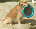 Собаки в Москве: Вязка голден ретривер, Бесплатно - фото 1