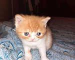 Кошки в Ливны: Котята, 8 000 руб. - фото 2