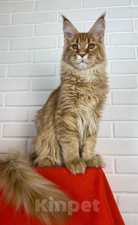 Кошки в Приволжске: Котенок мейн-кун Мальчик, 30 000 руб. - фото 1