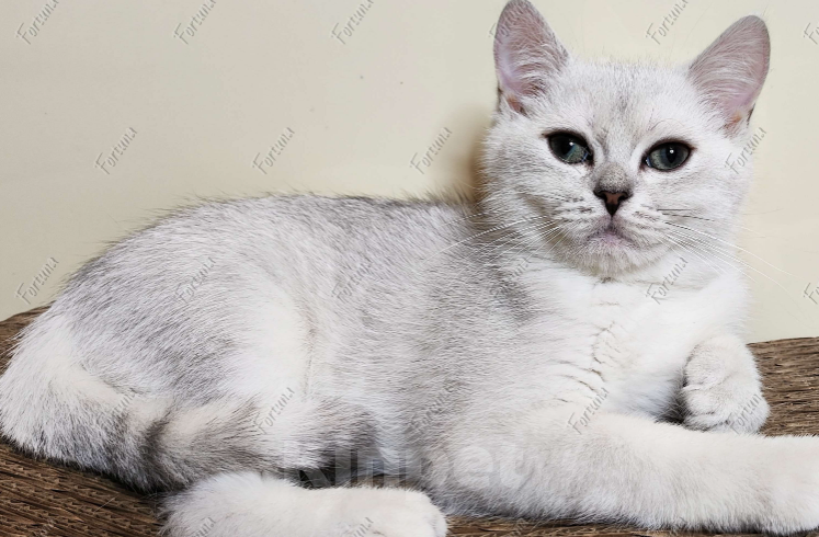 Кошки в Москве: Британские короткошёрстные котята Мальчик, Бесплатно - фото 1