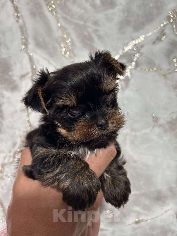 Собаки в Нижнем Новгороде: Яркая ягода!  Девочка, 45 000 руб. - фото 2