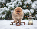 Собаки в Москве: Мальчик померанского шпица Мальчик, 50 000 руб. - фото 2