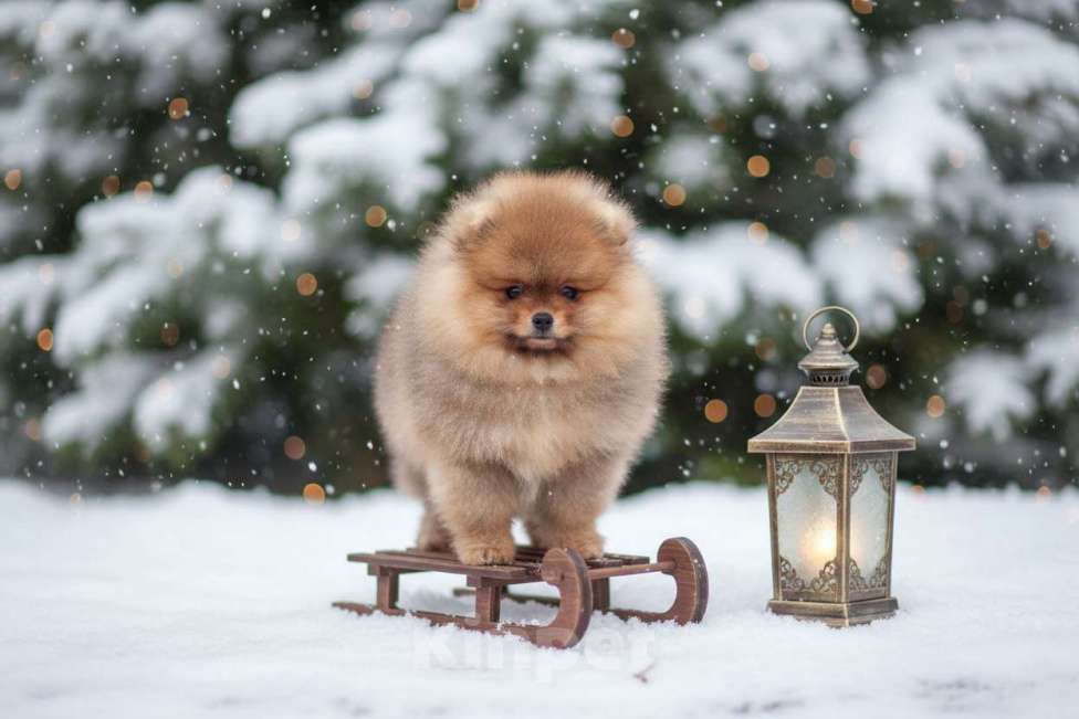 Собаки в Москве: Мальчик померанского шпица Мальчик, 50 000 руб. - фото 2