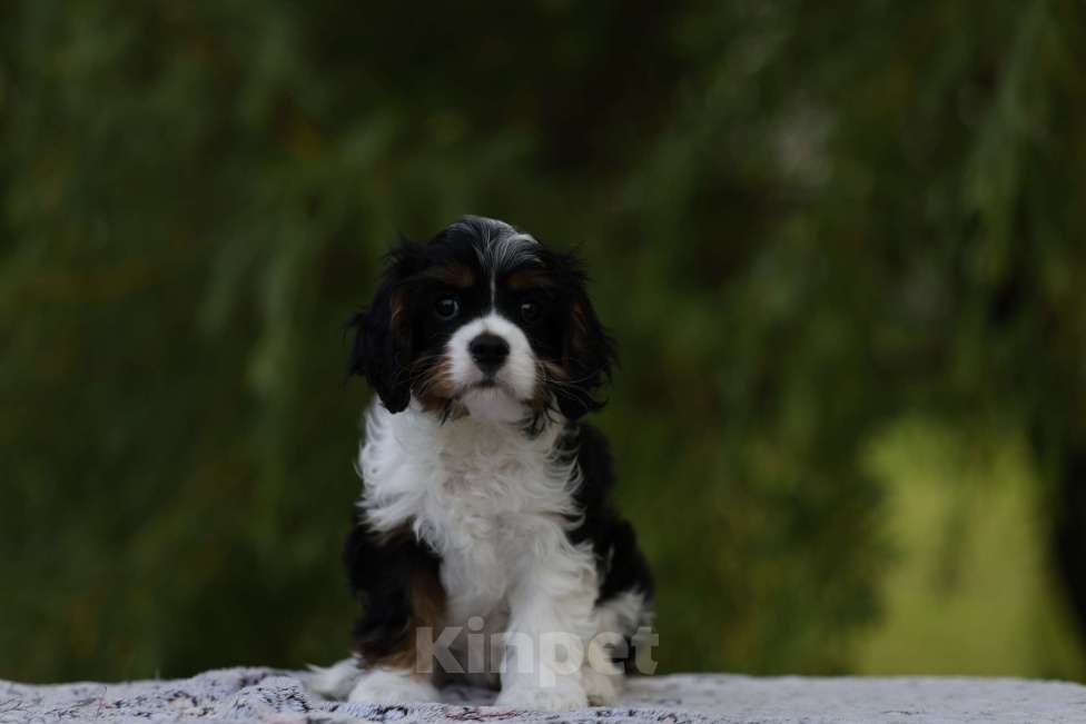 Собаки в Москве: Агна Нарцисс Лунар Девочка, 90 000 руб. - фото 2