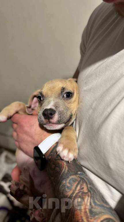 Собаки в Мытищах: Щенки американский булли Разнополые, 50 000 руб. - фото 6