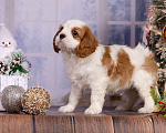 Собаки в Королеве: Кавалер Кинг Чарльз спаниель щенок мальчик мини Мальчик, 65 000 руб. - фото 2