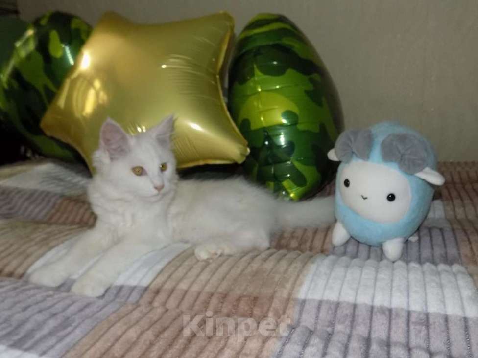 Кошки в Москве: Белоснежный котенок мейнкун, мальчик Мальчик, 20 000 руб. - фото 2