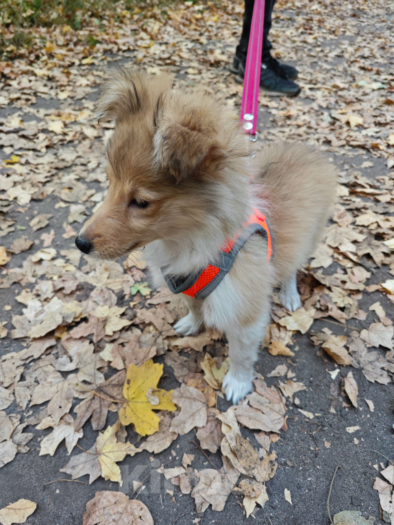 Собаки в Воронеже: Щенок шелти  Девочка, 30 000 руб. - фото 2