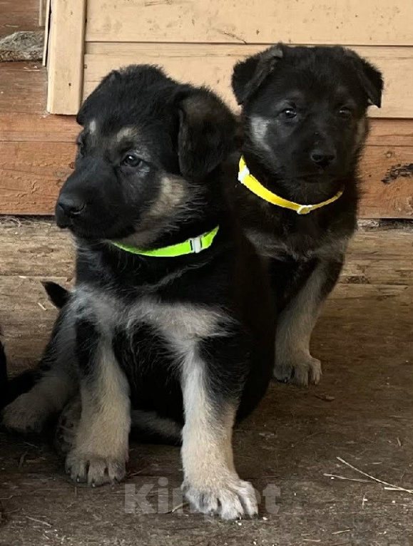 Собаки в Рыбинске: Щенки Восточно-европейской овчарки от элитных родителей Девочка, 35 000 руб. - фото 9