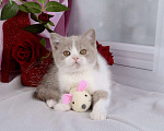Кошки в Мурином: Британский котик окраса лиловый биколор Мальчик, 30 000 руб. - фото 3