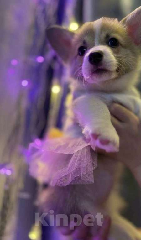 Собаки в Геленджике: Щенки породы:Вельш-корги Пемброк Девочка, Бесплатно - фото 2