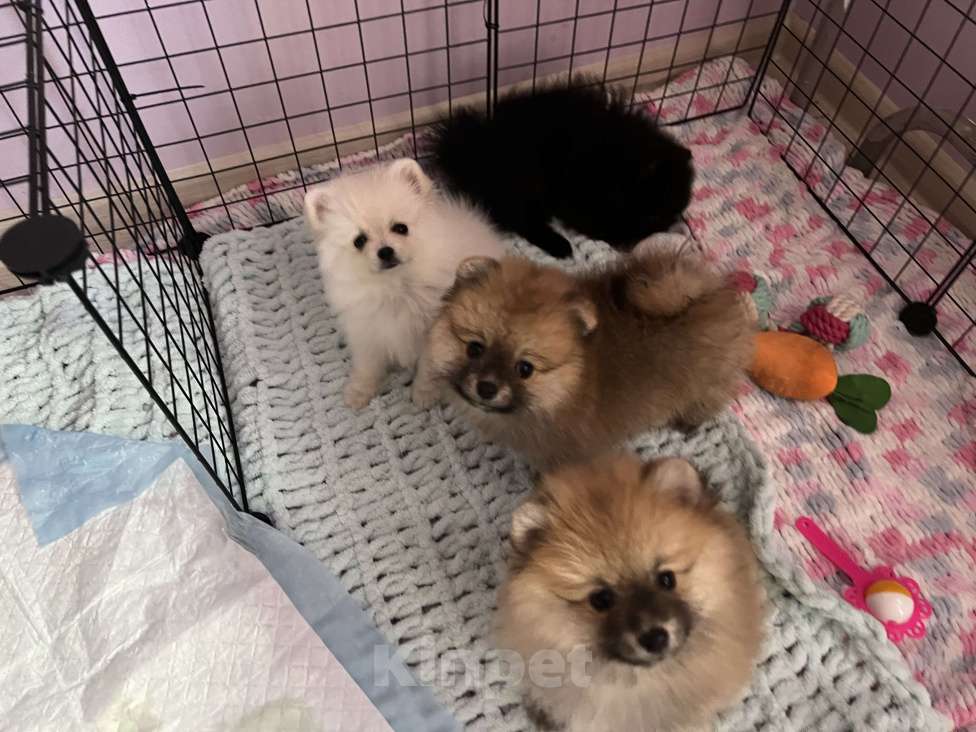 Собаки в Кирове: Померанский шпиц Девочка, 25 000 руб. - фото 7