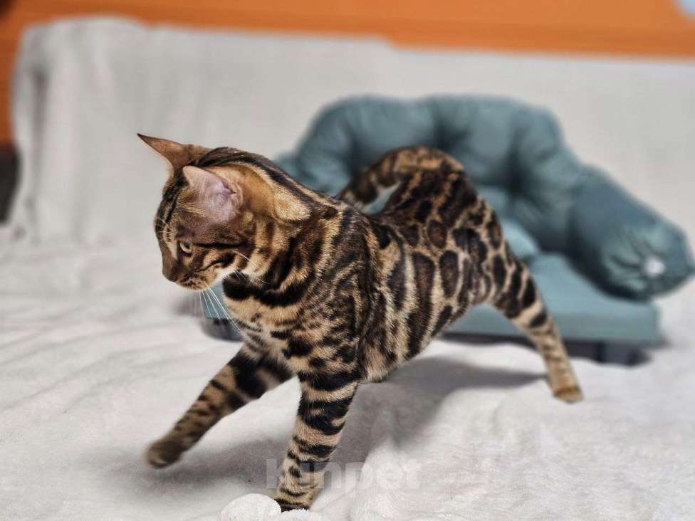 Кошки в Москве: Бенгальский котёнок Марсель Мальчик, 25 000 руб. - фото 8