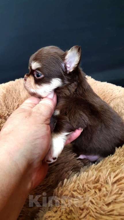 Собаки в Зеленограде: Чихуахуа мальчики Мальчик, 30 000 руб. - фото 3