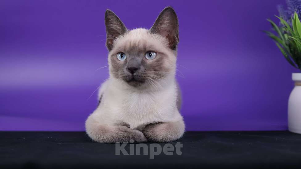 Кошки в Москве: Тайская фенотип, голубоглазая  Девочка, 20 000 руб. - фото 3