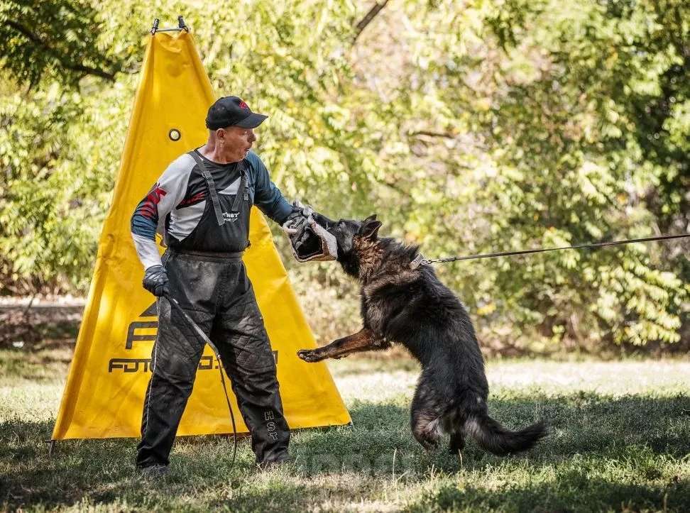 Собаки в Краснодаре: Вязка кобеля НО длинношерстной зонарного окраса 100% DDR   Мальчик, 65 000 руб. - фото 6