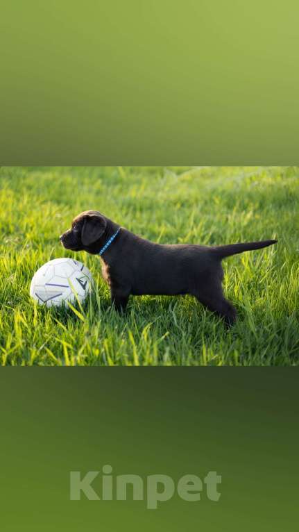 Собаки в Ярославле: Продаются щенки лабрадора-ретривера шоколадного окраса кобели Мальчик, 60 000 руб. - фото 2