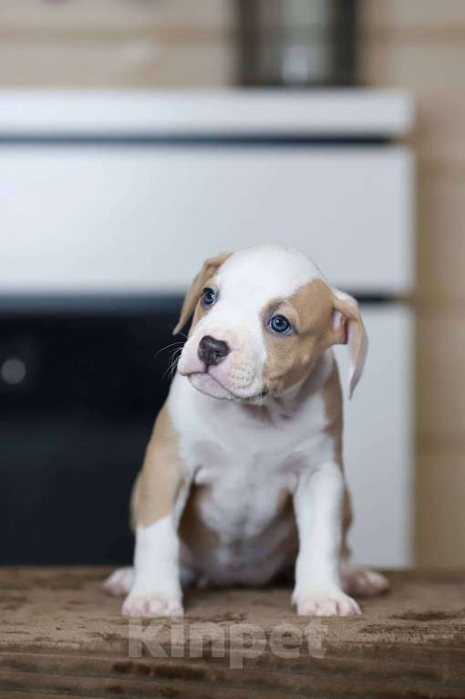 Собаки в Москве: Щенка американского стаффтерьера из питомника Девочка, 100 000 руб. - фото 2