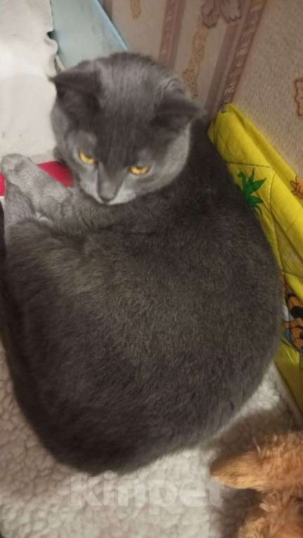 Кошки в Ногинске: Киса Василиса в добрые руки Девочка, Бесплатно - фото 4