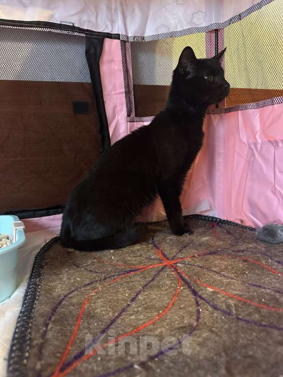 Кошки в Москве: Кошечка Девочка, Бесплатно - фото 4