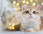 Кошки в Владивостоке: Шикарный британский котенок Мальчик, 80 000 руб. - фото 1