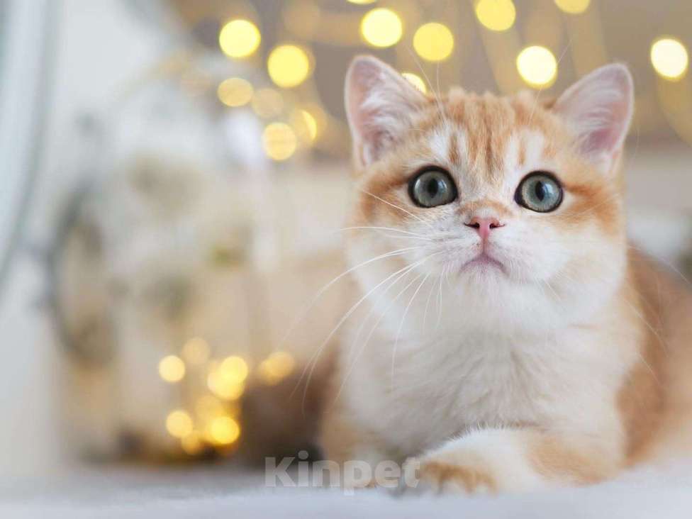 Кошки в Владивостоке: Шикарный британский котенок Мальчик, 80 000 руб. - фото 1