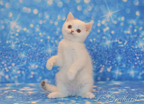 Шотландский короткошерстный мальчик