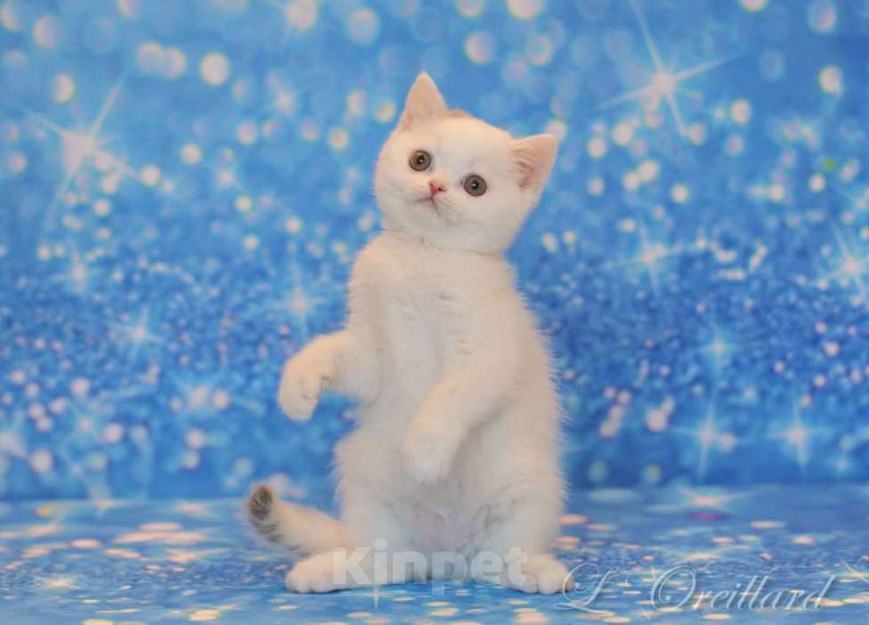 Кошки в Ярославле: Шотландский короткошерстный мальчик Мальчик, 30 000 руб. - фото 1