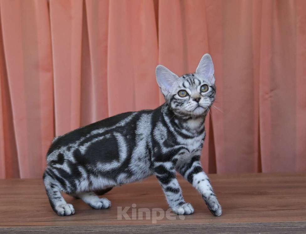 Кошки в Москве: Котята Американской короткошерстной породы Девочка, 70 000 руб. - фото 8