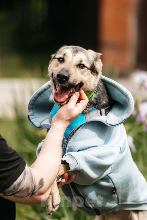 Собаки в Москве: Собака-компаньон для города Джефри в дар Мальчик, 1 руб. - фото 4