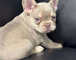 Собаки в Санкт-Петербурге: Французский бульдог мальчик щенок Мальчик, 50 000 руб. - фото 4