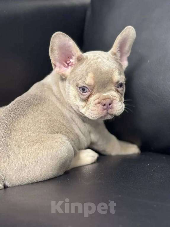 Собаки в Санкт-Петербурге: Французский бульдог мальчик щенок Мальчик, 50 000 руб. - фото 4