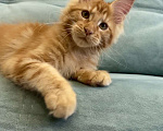Кошки в Иркутске: Котенок мейн-кун Мальчик, 45 000 руб. - фото 4