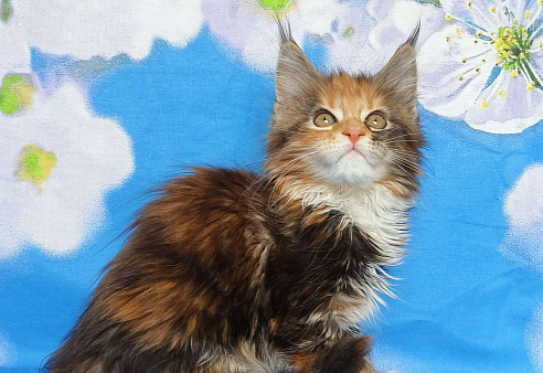 Котёнок из питомника Девочка