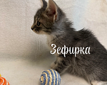 Кошки в Санкт-Петербурге: Котенок Зефирка Девочка, Бесплатно - фото 6
