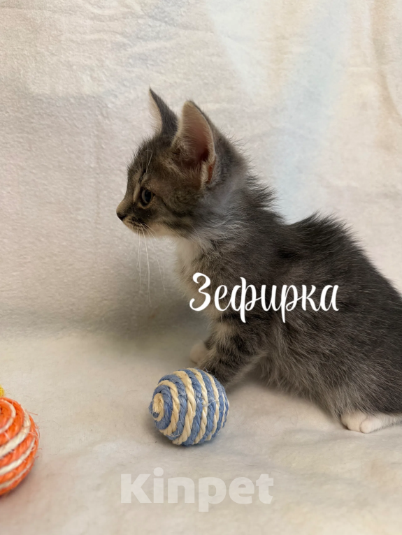 Кошки в Санкт-Петербурге: Котенок Зефирка Девочка, Бесплатно - фото 6