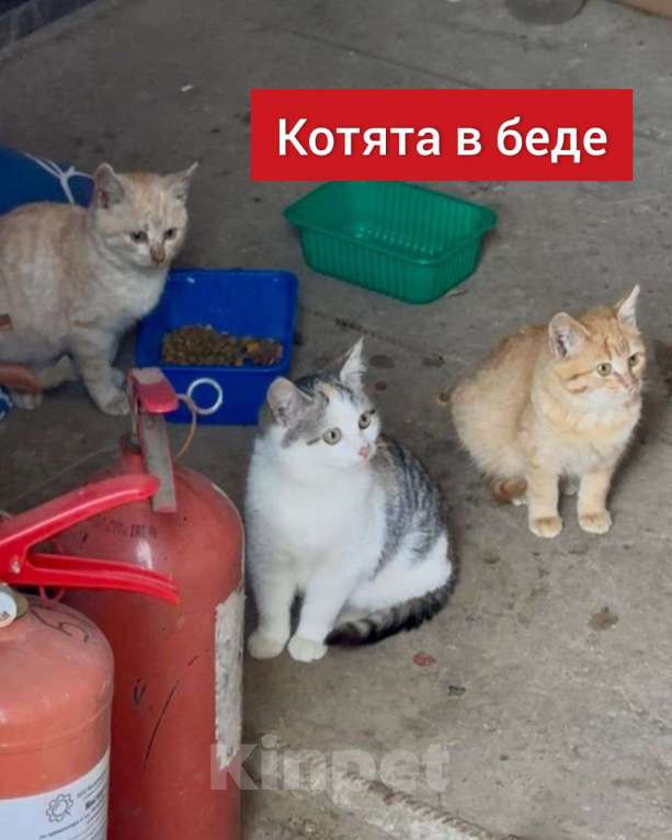 Кошки в Москве: Котята в беде Девочка, Бесплатно - фото 1